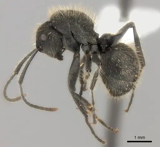 Polyrhachis revoili specimen CASENT0227558 image casent0227558_3
