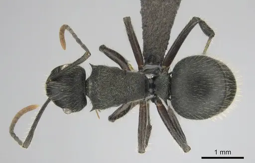 Polyrhachis revoili specimen CASENT0250022 image casent0250022_1