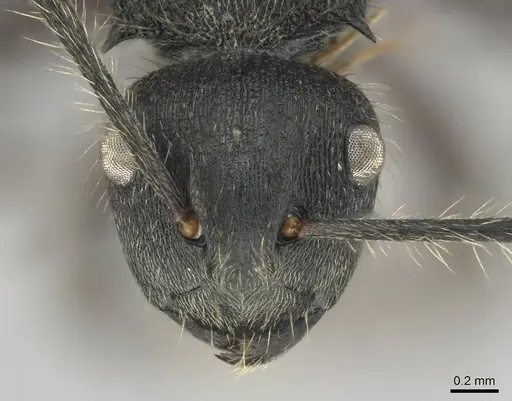 Polyrhachis revoili specimen CASENT0250022 image casent0250022_2