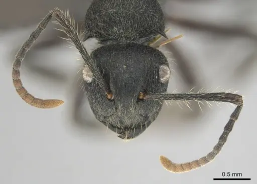 Polyrhachis revoili specimen CASENT0250022 image casent0250022_3