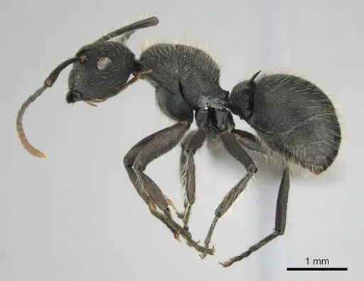 Polyrhachis revoili specimen CASENT0250022 image casent0250022_4