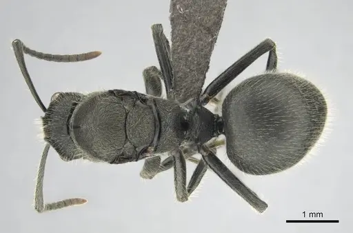 Polyrhachis revoili specimen CASENT0250024 image casent0250024_1