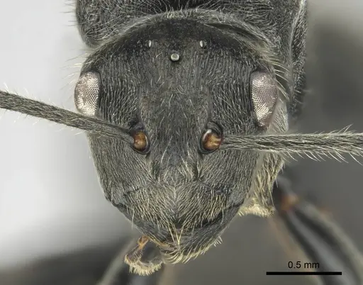 Polyrhachis revoili specimen CASENT0250024 image casent0250024_2