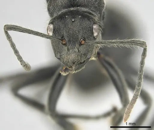 Polyrhachis revoili specimen CASENT0250024 image casent0250024_3