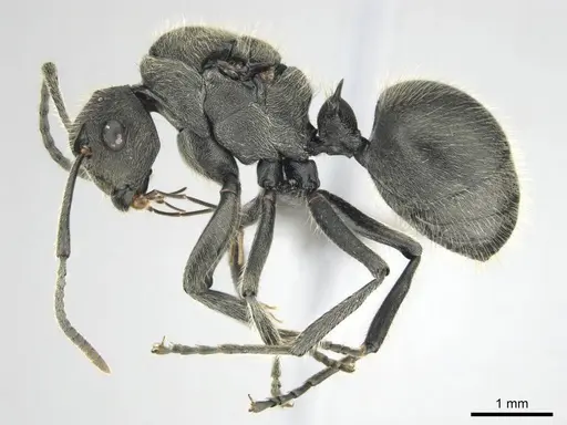 Polyrhachis revoili specimen CASENT0250024 image casent0250024_4