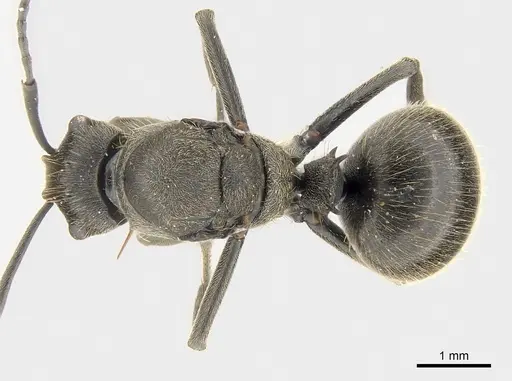 Polyrhachis revoili specimen CASENT0403971 image casent0403971_1