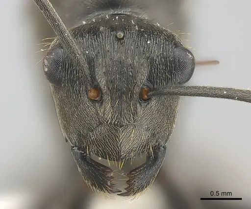 Polyrhachis revoili specimen CASENT0403971 image casent0403971_2