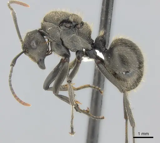 Polyrhachis revoili specimen CASENT0403971 image casent0403971_3