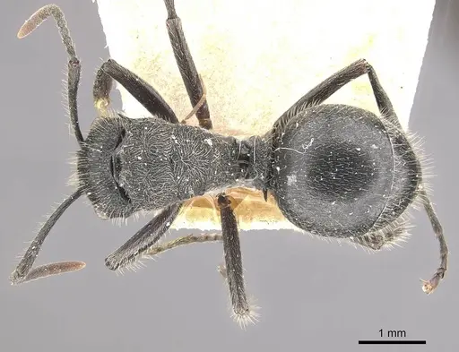 Polyrhachis revoili specimen CASENT0910956 image casent0910956_1