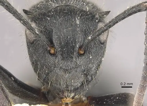 Polyrhachis revoili specimen CASENT0910956 image casent0910956_2
