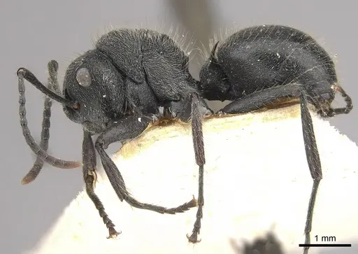 Polyrhachis revoili specimen CASENT0910956 image casent0910956_3