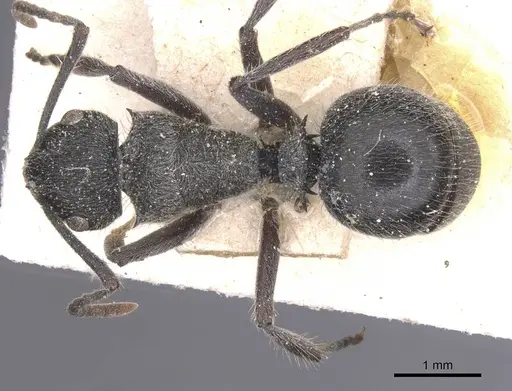 Polyrhachis revoili specimen CASENT0912132 image casent0912132_1