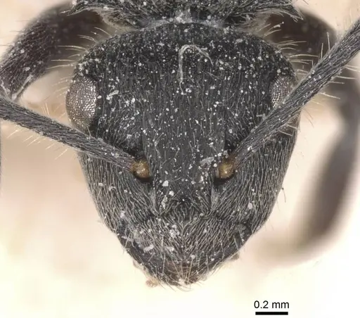 Polyrhachis revoili specimen CASENT0912132 image casent0912132_2