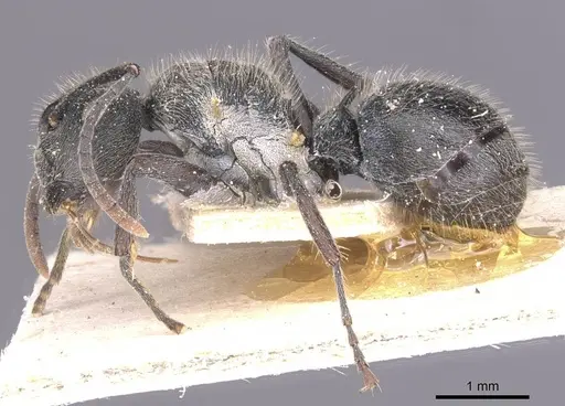 Polyrhachis revoili specimen CASENT0912132 image casent0912132_3