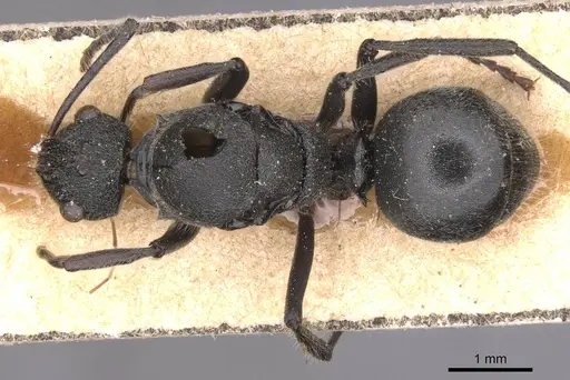 Polyrhachis revoili specimen CASENT0913677 image casent0913677_1