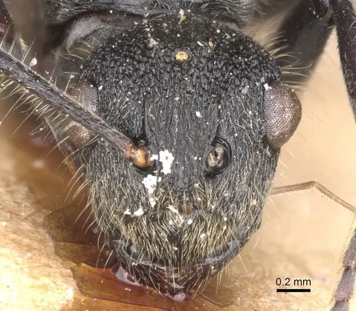 Polyrhachis revoili specimen CASENT0913677 image casent0913677_2
