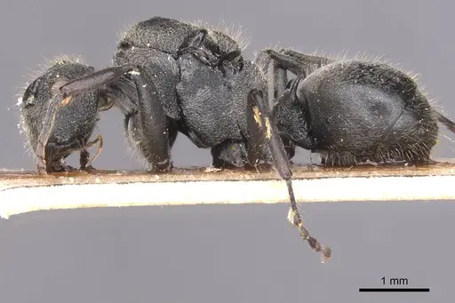 Polyrhachis revoili specimen CASENT0913677 image casent0913677_3