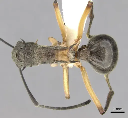 Polyrhachis rhea specimen CASENT0906761 image casent0906761_1