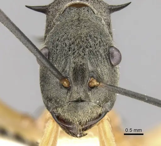 Polyrhachis rhea specimen CASENT0906761 image casent0906761_2