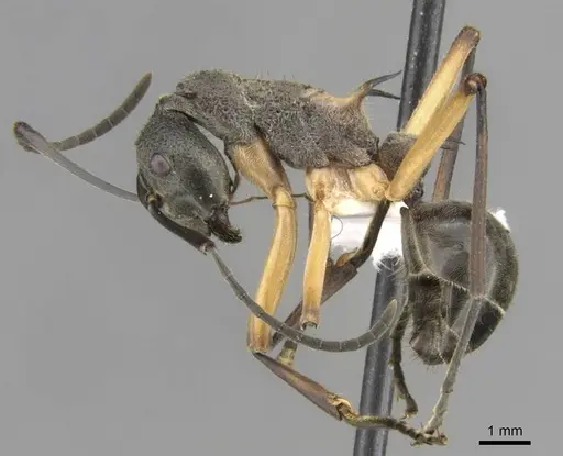 Polyrhachis rhea specimen CASENT0906761 image casent0906761_3