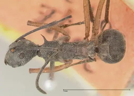 Polyrhachis rhea specimen FOCOL0577 image focol0577_1