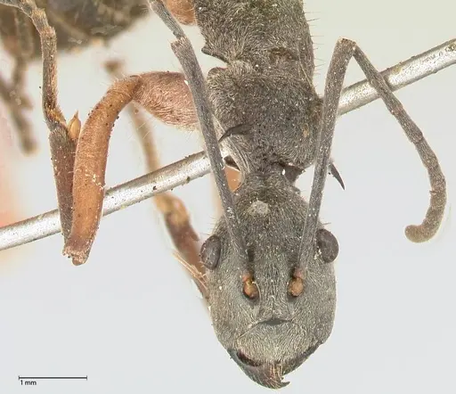 Polyrhachis rhea specimen FOCOL0577 image focol0577_2