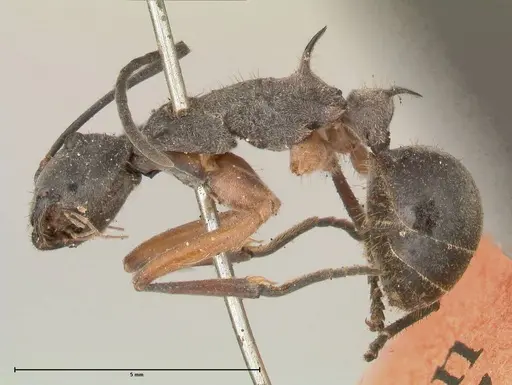 Polyrhachis rhea specimen FOCOL0577 image focol0577_3