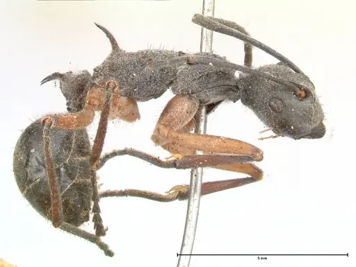 Polyrhachis rhea specimen FOCOL0577 image focol0577_4