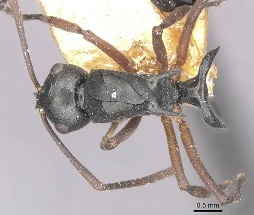 Polyrhachis ridleyi specimen CASENT0910896 image casent0910896_1