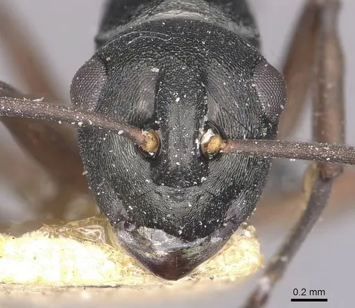 Polyrhachis ridleyi specimen CASENT0910896 image casent0910896_2