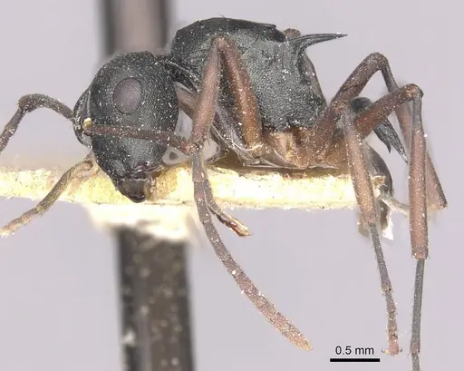 Polyrhachis ridleyi specimen CASENT0910896 image casent0910896_3