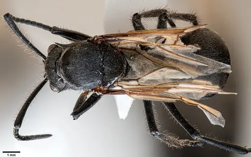 Polyrhachis rixosa specimen ANTWEB1060651 image antweb1060651_1