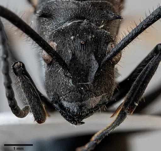 Polyrhachis rixosa specimen ANTWEB1060651 image antweb1060651_2