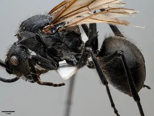 Polyrhachis rixosa specimen ANTWEB1060651 image antweb1060651_3