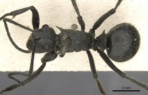 Polyrhachis rixosa specimen CASENT0901874 image casent0901874_1