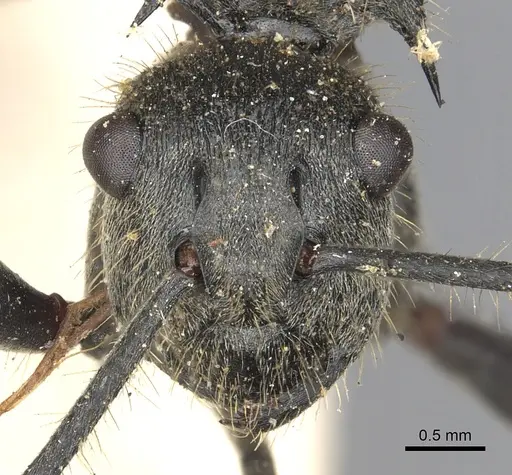 Polyrhachis rixosa specimen CASENT0901874 image casent0901874_2