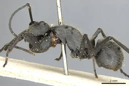 Polyrhachis rixosa specimen CASENT0901874 image casent0901874_3
