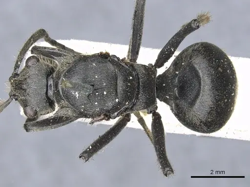 Polyrhachis rixosa specimen CASENT0903447 image casent0903447_1