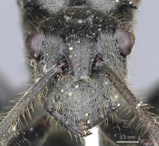 Polyrhachis rixosa specimen CASENT0903447 image casent0903447_2