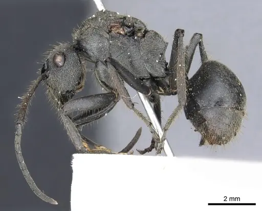 Polyrhachis rixosa specimen CASENT0903447 image casent0903447_3