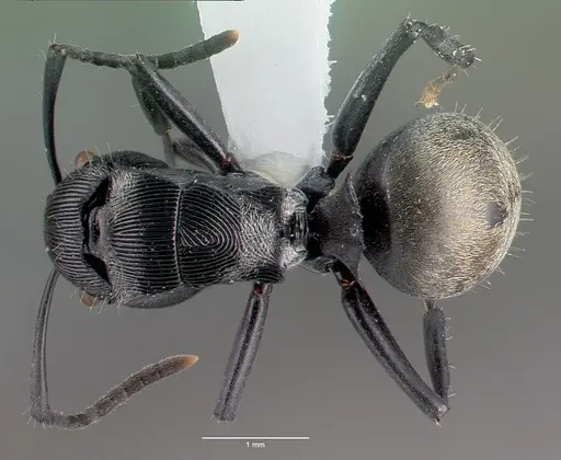 Polyrhachis roberti specimen CASENT0009236 image casent0009236_1