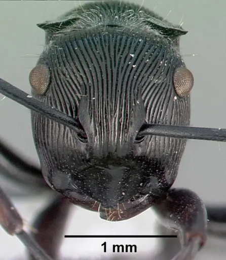 Polyrhachis roberti specimen CASENT0009236 image casent0009236_2