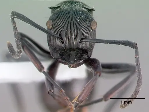 Polyrhachis roberti specimen CASENT0009236 image casent0009236_3