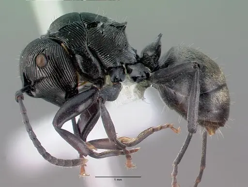 Polyrhachis roberti specimen CASENT0009236 image casent0009236_4