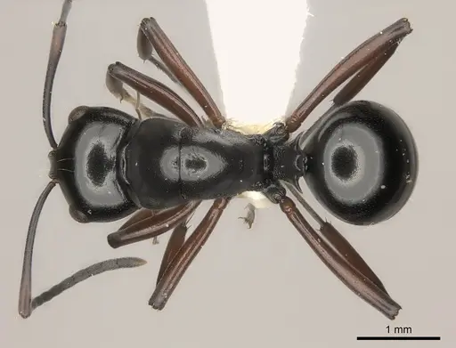Polyrhachis robsoni specimen CASENT0217437 image casent0217437_1
