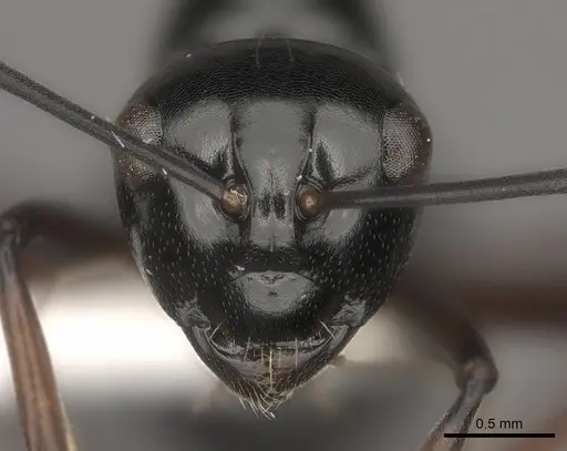 Polyrhachis robsoni specimen CASENT0217437 image casent0217437_2