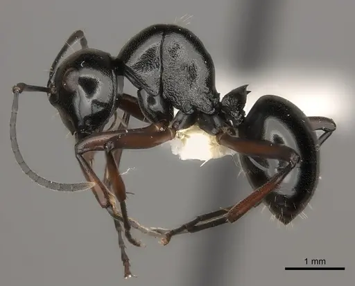 Polyrhachis robsoni specimen CASENT0217437 image casent0217437_3