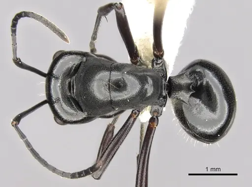 Polyrhachis robsoni specimen CASENT0281362 image casent0281362_1
