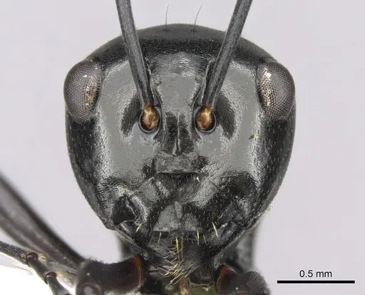 Polyrhachis robsoni specimen CASENT0281362 image casent0281362_2