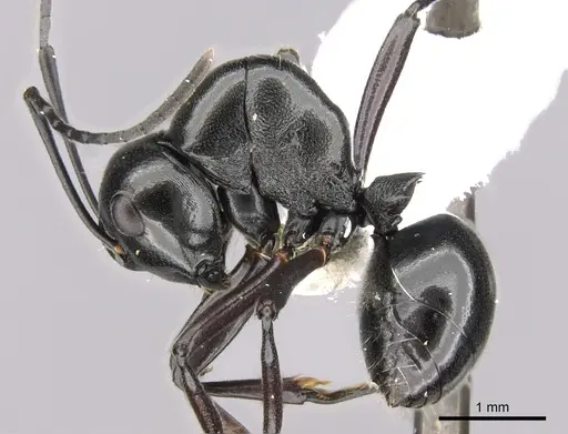 Polyrhachis robsoni specimen CASENT0281362 image casent0281362_3
